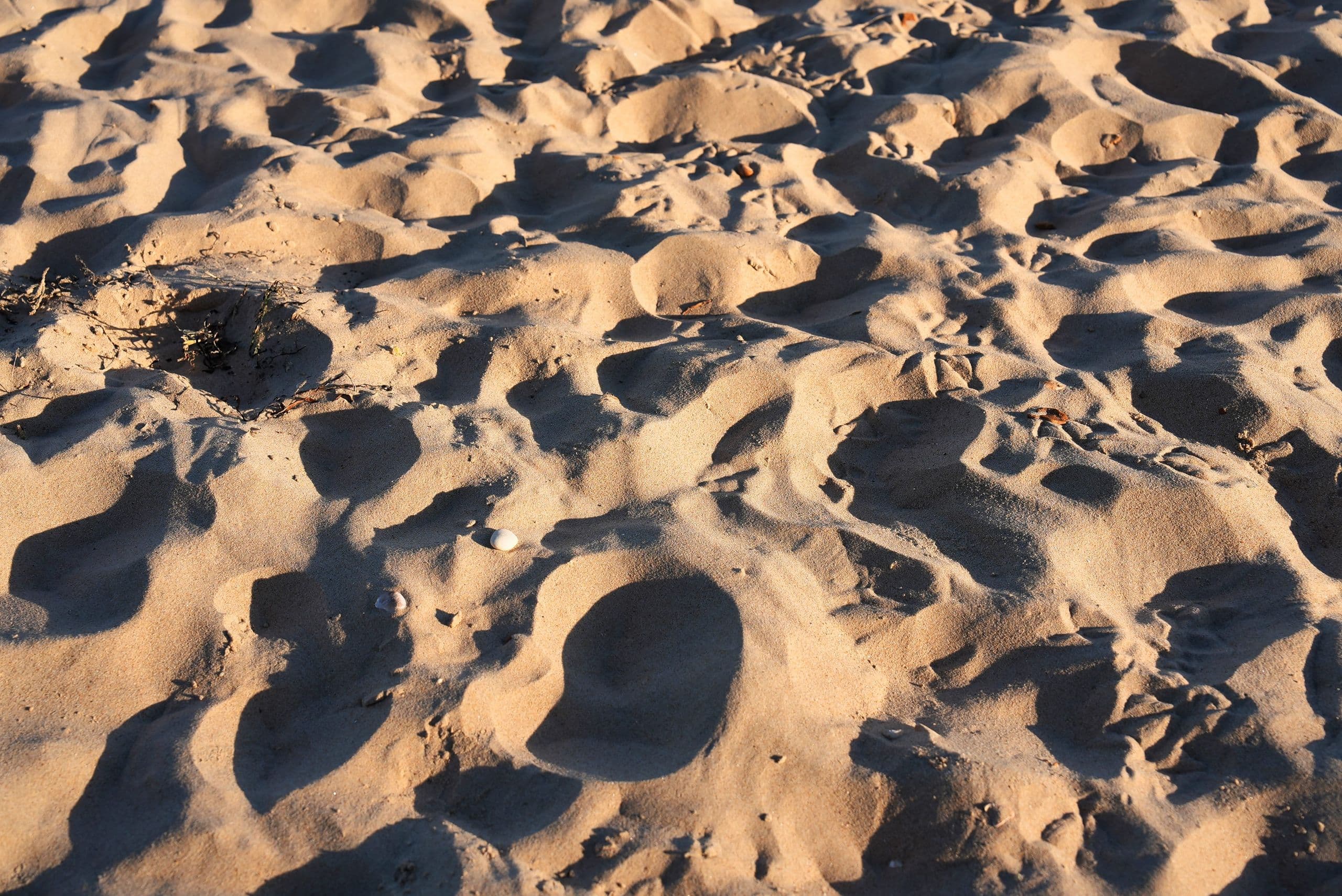 Close-up of wind-sculpted sand and a small shell in golden evening light
